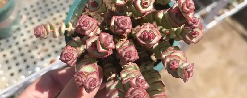 钱串下面干枯了怎么处理，需及时浇水并遮荫处理
