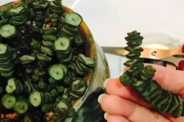 钱串下面干枯了怎么处理，需及时浇水并遮荫处理