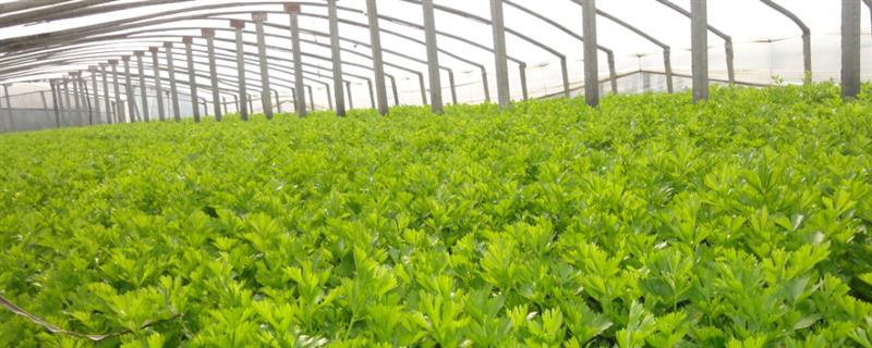 常见的大棚芹菜施肥误区，比如过量施肥、偏施化肥等