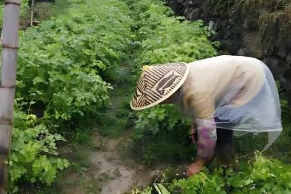常见的大棚芹菜施肥误区，比如过量施肥、偏施化肥等