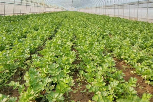 常见的大棚芹菜施肥误区，比如过量施肥、偏施化肥等