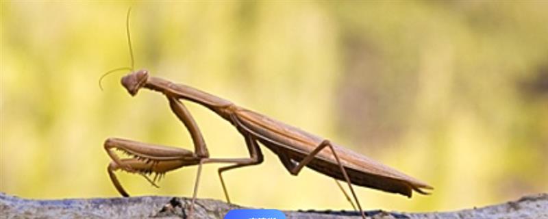 褐色螳螂是什么品种，叫棕静螳、棕污斑螳