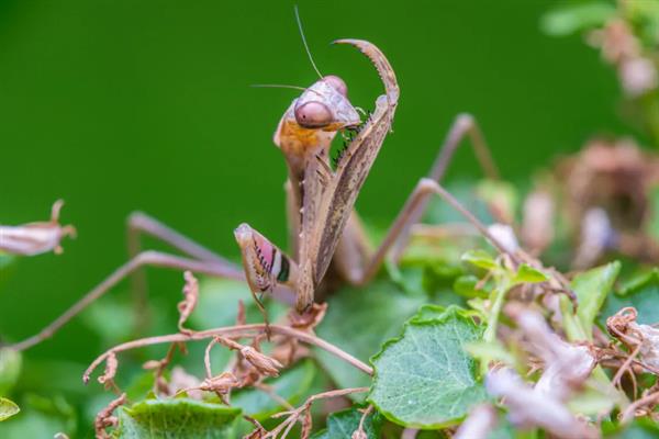 褐色螳螂是什么品种,叫棕静螳、棕污斑螳