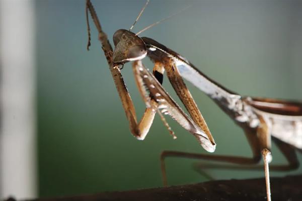 褐色螳螂是什么品种,叫棕静螳、棕污斑螳