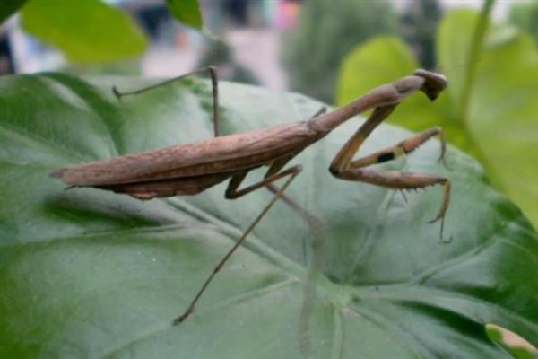 褐色螳螂是什么品种,叫棕静螳、棕污斑螳