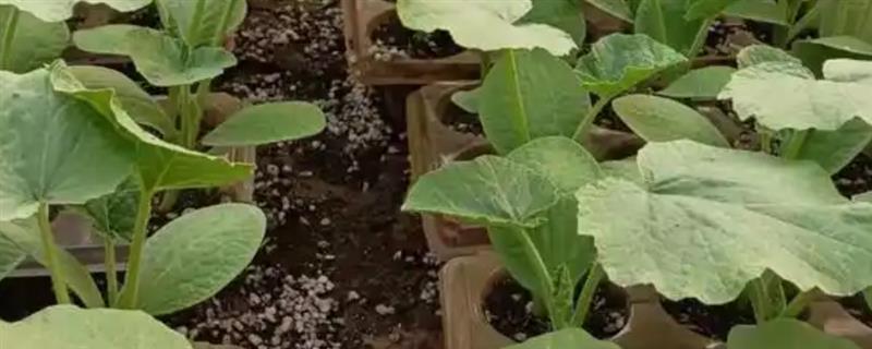 早春南瓜如何育苗，播种前用热水烫种