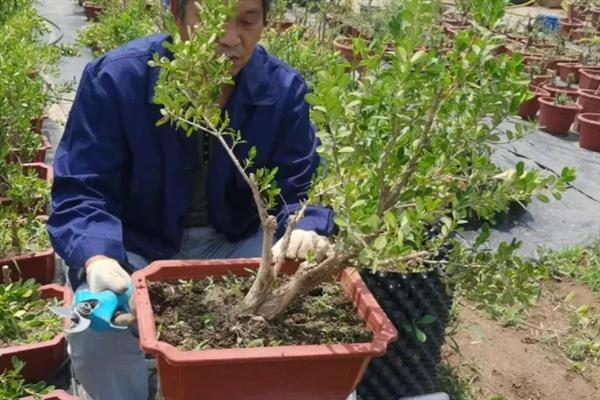 黄杨的养殖方法，春季每隔三天为其浇灌一次水分
