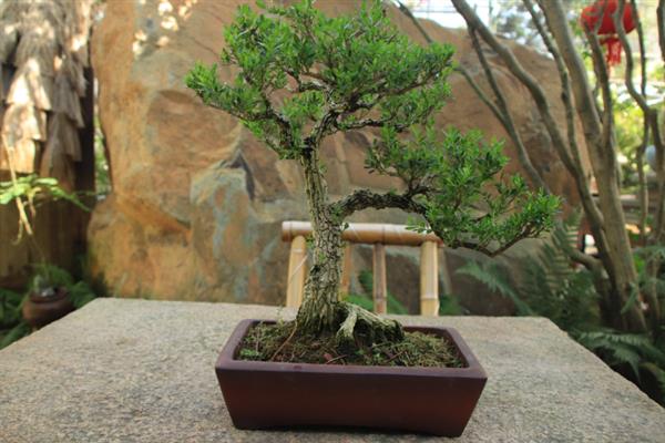 黄杨的养殖方法，春季每隔三天为其浇灌一次水分