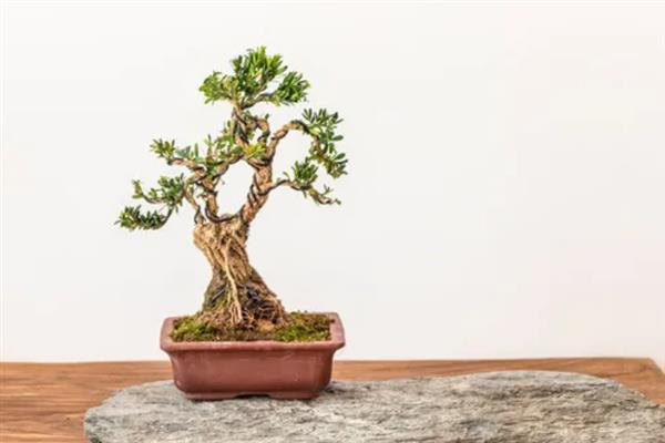 黄杨的养殖方法，春季每隔三天为其浇灌一次水分