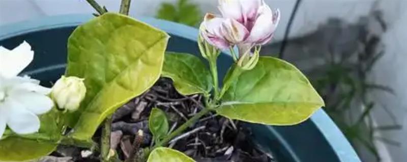 怎么扦插香水茉莉，5-10月份均可进行