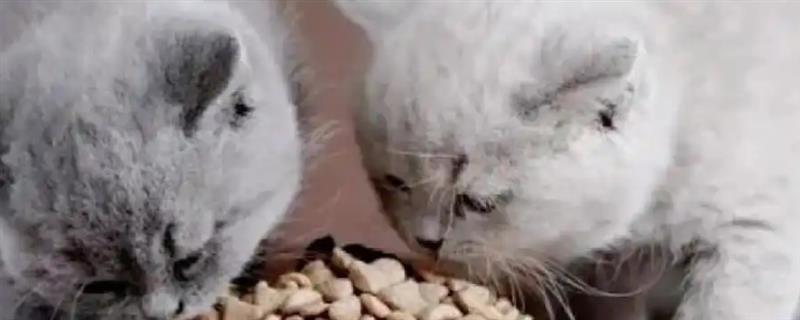 为什么要给猫咪换粮，可有效防止营养不平衡