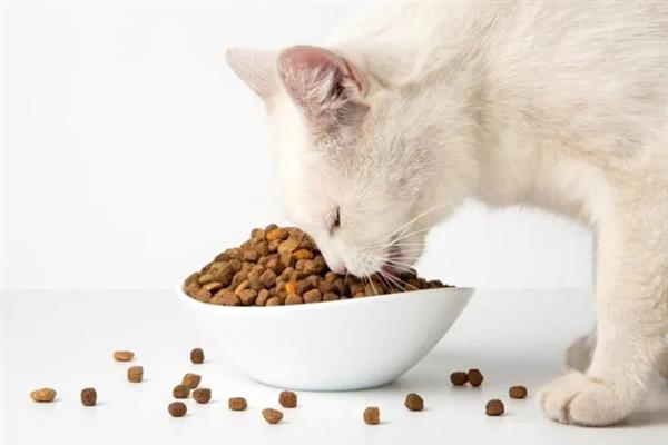 为什么要给猫咪换粮，可有效防止营养不平衡