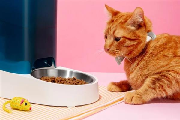 为什么要给猫咪换粮，可有效防止营养不平衡