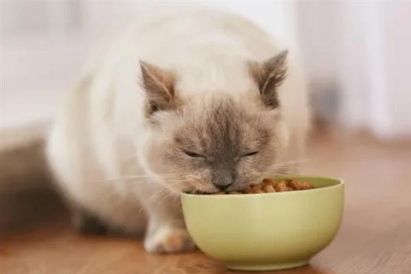 为什么要给猫咪换粮，可有效防止营养不平衡