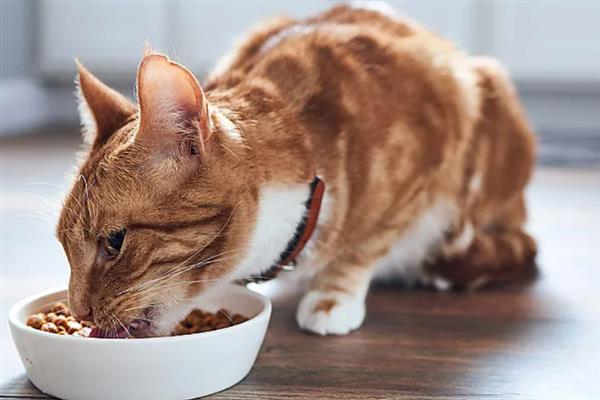 为什么要给猫咪换粮，可有效防止营养不平衡
