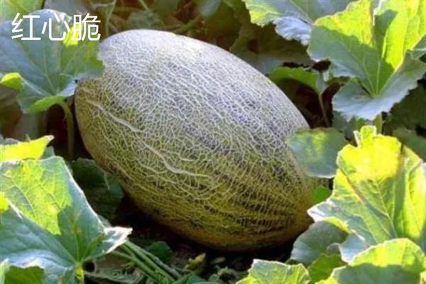 哈密瓜有什么品种，西州蜜、东湖瓜、红心脆等品种较常见