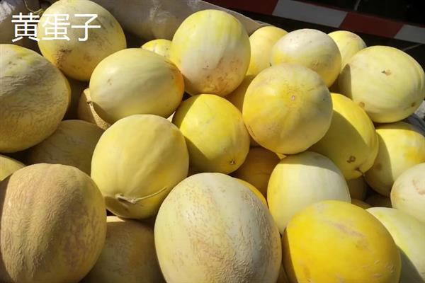 哈密瓜有什么品种，西州蜜、东湖瓜、红心脆等品种较常见