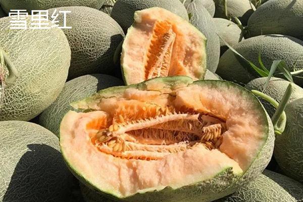 哈密瓜有什么品种，西州蜜、东湖瓜、红心脆等品种较常见