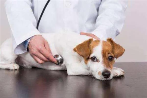 狗狗器官衰竭的表现，会出现反应迟钝、呕吐腹泻等症状