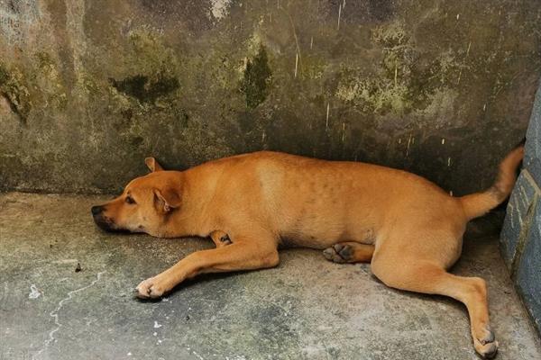 狗狗器官衰竭的表现，会出现反应迟钝、呕吐腹泻等症状