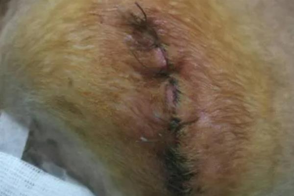 狗狗器官衰竭的表现，会出现反应迟钝、呕吐腹泻等症状