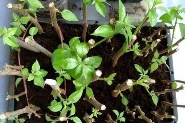 怎么扦插香水茉莉，5-10月份均可进行