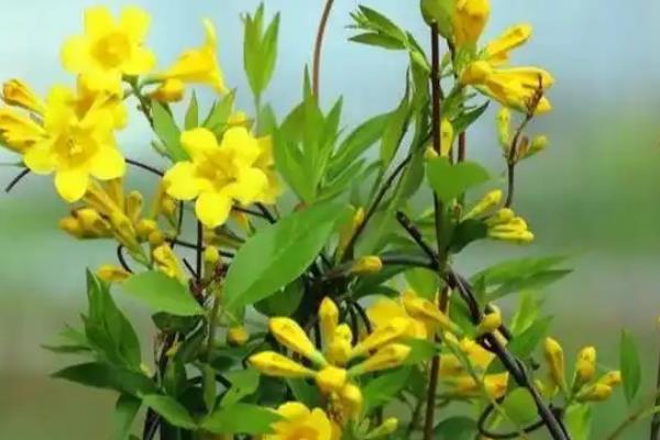 怎么扦插香水茉莉，5-10月份均可进行