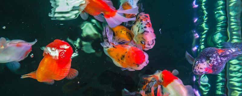 饲养金鱼冬天要不要加热，条件允许时最好保持适宜的水温