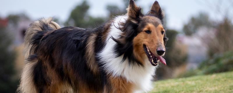 边境牧羊犬吃什么狗粮，根据主人的经济能力而定