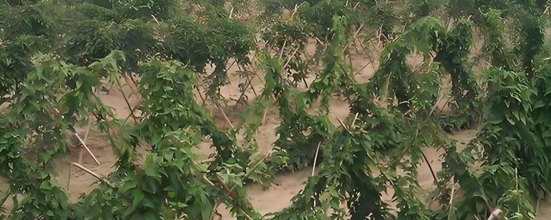怎么养殖山药豆，每天晒光不能少于6小时