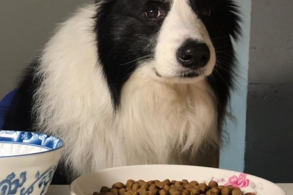 边境牧羊犬吃什么狗粮，根据主人的经济能力而定