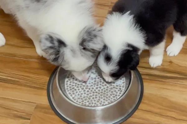 边境牧羊犬吃什么狗粮，根据主人的经济能力而定