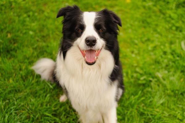 边境牧羊犬吃什么狗粮，根据主人的经济能力而定