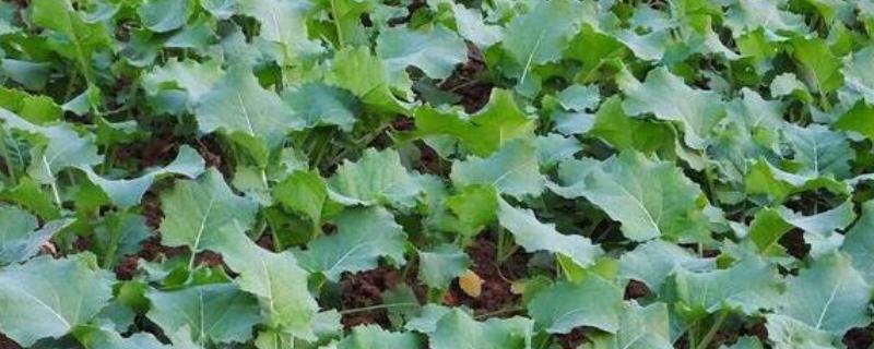 春季种植油菜花需要催熟排水吗，需要催熟也要及时排水