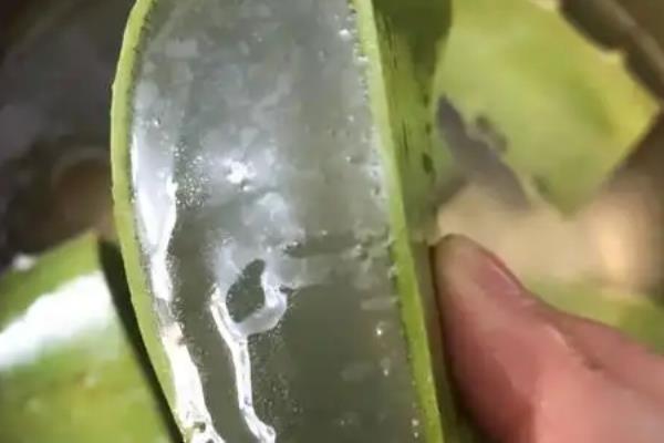 芦荟女王的作用，可供观赏和净化空气