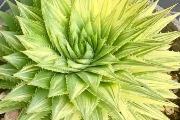芦荟女王的作用，可供观赏和净化空气