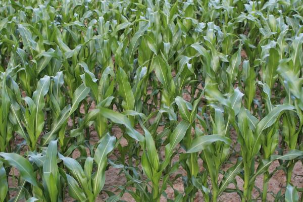 湘农甜玉6号玉米品种简介，每亩种植3000-3200株