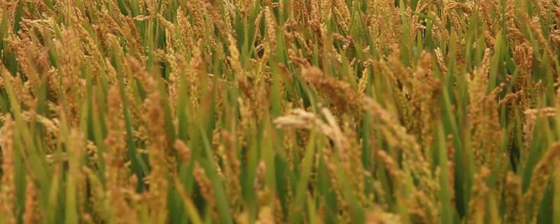 飓两优6号水稻品种简介，秧田亩播种量10.0千克
