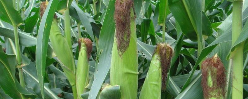 湘农甜玉6号玉米品种简介，每亩种植3000-3200株