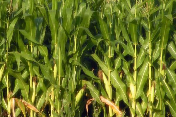 湘农甜玉6号玉米品种简介，每亩种植3000-3200株