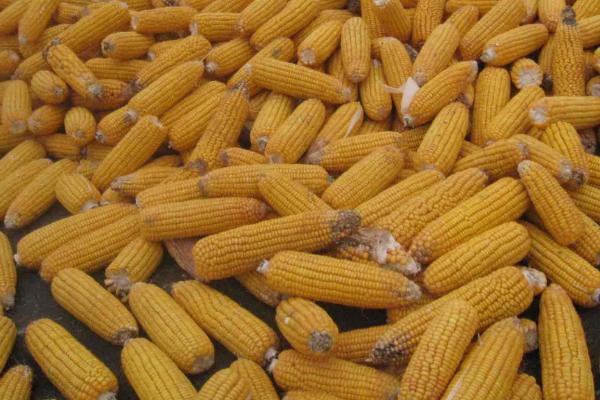 丰源黑甜糯1号玉米品种的特性，以充分发挥品种特性