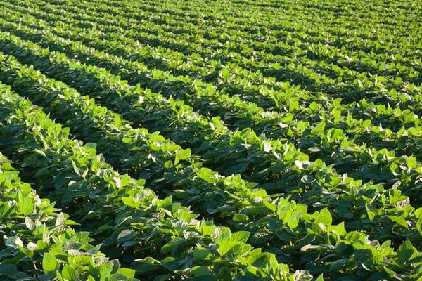 渝鲜豆5号大豆种子介绍，适宜种植密度4～6万株/亩