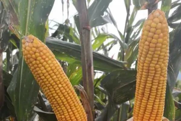 兴禾玉9号（区试名称：德玉2021）玉米品种简介，播期和密度