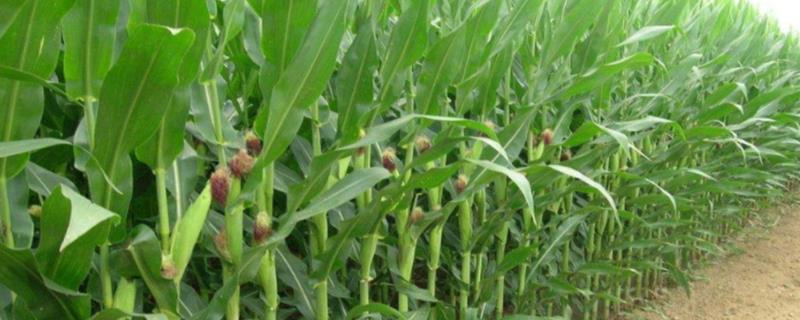 红禾青贮1178玉米种子简介，亩种植密度5000株