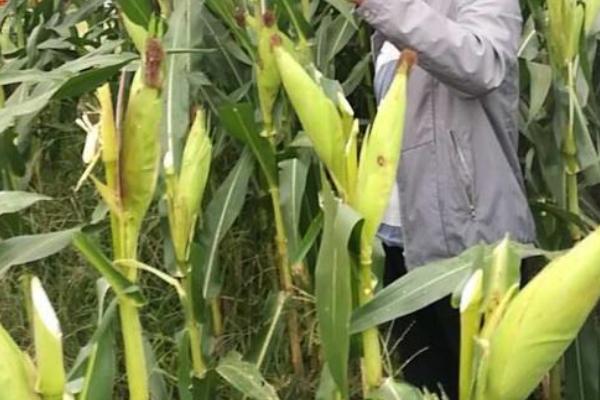 酒糯5006玉米种子特点，种植密度每亩3500株