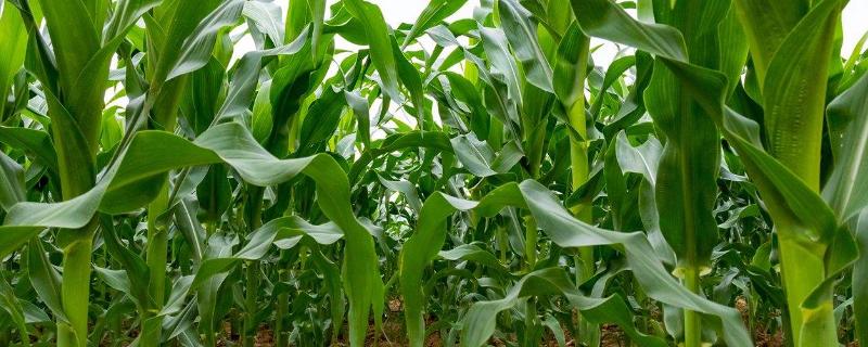 青白玉168（区试名称：禾睦玉66）玉米种子简介，以3月下旬至4月上旬播种为宜