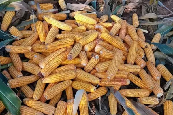 豫单833玉米种子特征特性，甘肃春玉米区4月上中旬播种