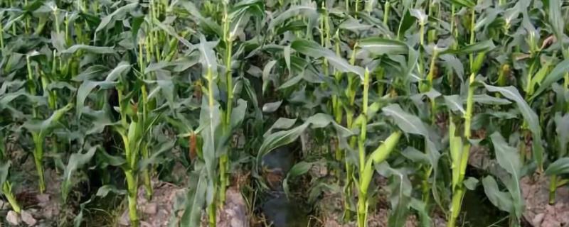 p110玉米品种简介，基肥应每亩施复合肥40千克