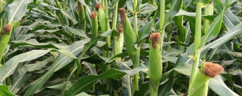 龙玉136玉米品种的特性，出苗至成熟126天