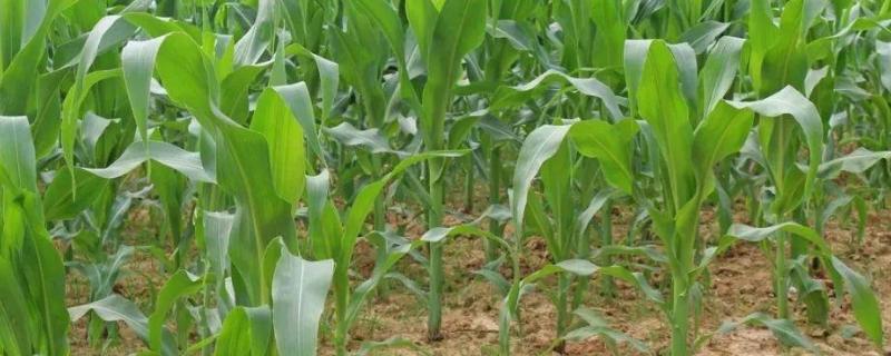 豫单833玉米种子特征特性,甘肃春玉米区4月上中旬播种